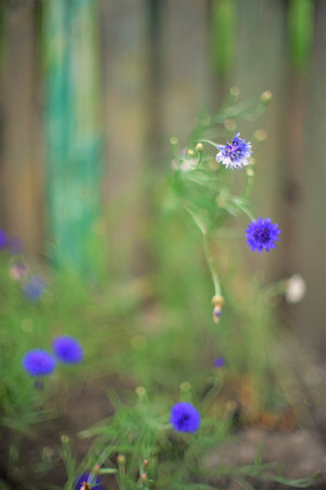 Bush of blue flowers cornflower grow in summer rural garden near a wooden fenceの写真素材