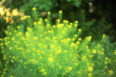 Lush bush perennial herbaceous plant colza with yellow flowers grow in nature. art bokeh.の写真素材