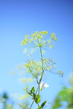 Flowering dill grows in the garden. selective soft focus. blue sky background.の写真素材