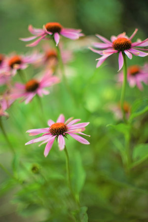 Echinacea flowers grow in the summer garden.の写真素材