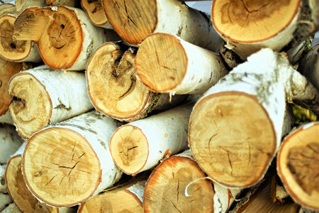 Fresh stack of birch logs for the winter.の写真素材