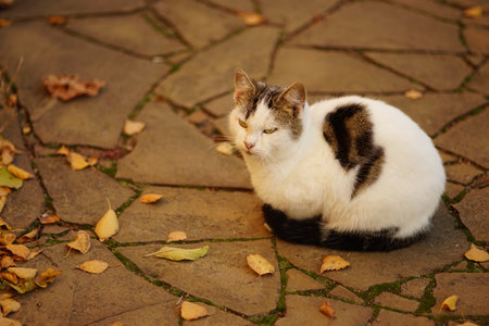 White spotted cat rest in sunny autumn garden with dry leaves on the road.の写真素材