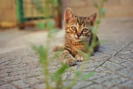 Cute tabby kitten is lying on the stone floor of the courtyard in summer dayの写真素材