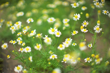 Small white chamomile flowers in the summer garden, art soft focus.の写真素材