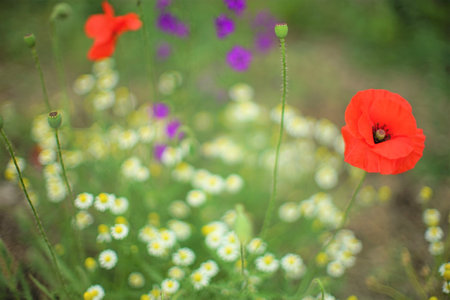 Red poppies, white little daisies and purple flowers grow in summer gardenの写真素材