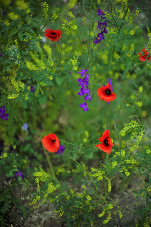 Red poppy flower growing in a green garden. Floral art card.の写真素材