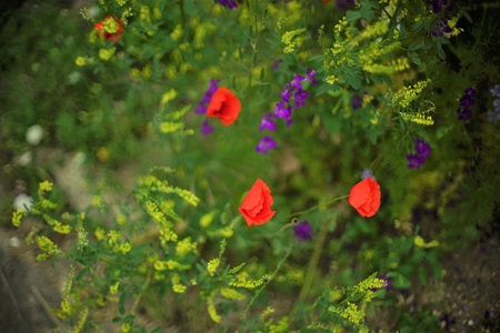 Purple flowers and red poppy flowers growing in a green garden. art card.の写真素材