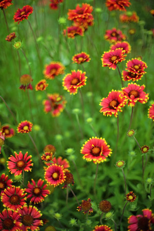Amazing deep red yellow flowers gaillardia grow in summer park, art card.の写真素材