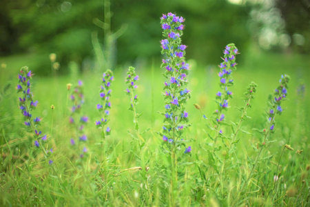 High blue wild flowers grow in the field. Selective focus, soft bokehの写真素材
