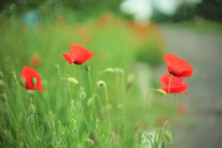 Red poppy flowers grow by the road in summer day.の写真素材
