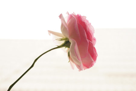 Pale pink rose flower closeup on bright white background.の写真素材