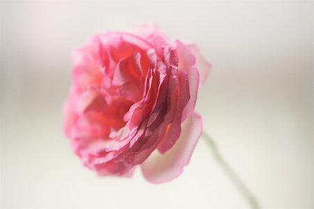Pale pink rose flower closeup on bright blurred background.の写真素材