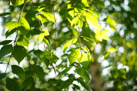 Closeup birch tree with fresh green leaves on the branches in a sunny day.の写真素材
