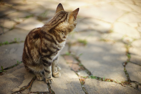 Tabby tiger cat sitting in summer garden on stone pavementの写真素材