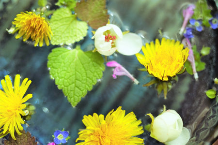pollen flowers and leaves float in the waterの写真素材