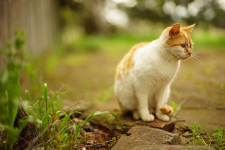 Ginger white fluffy cat rest in summer garden.の写真素材