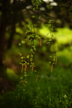 Fresh birch tree with earrings on the branch in summer garden.の写真素材