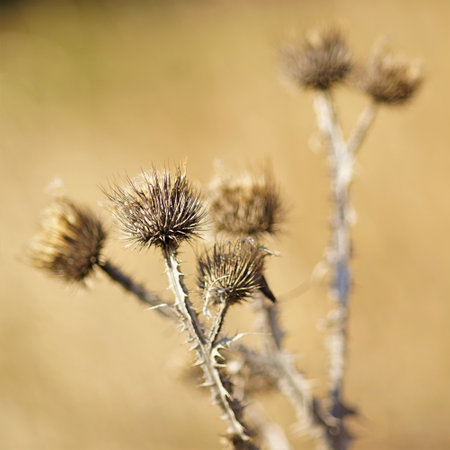 Thorn dry plant bush growing in sunny fieldの写真素材