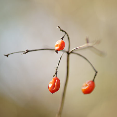 Hawthorn red berries on the branch in sunny garden, art card.の写真素材