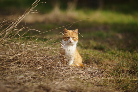 Ginger white cat sits in sunny dry grass.の写真素材