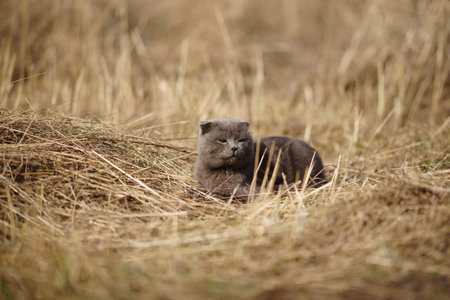 Ginger white cat rest in sunny dry grass.の写真素材