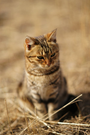 Tabby cat sits in sunny garden with dry grass.の写真素材