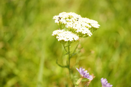 White yarrow flowers grows in green summer field.の写真素材