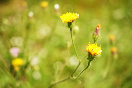 Yellow wild flowers grow in sunny summer garden.の写真素材