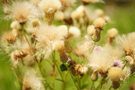 Fluffy thistle plant grows in sunny summer garden.の写真素材