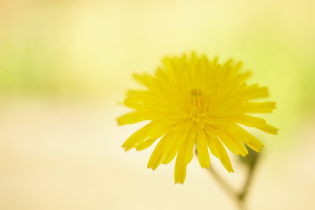 Lovely yellow flower grows in sunny summer garden.の写真素材