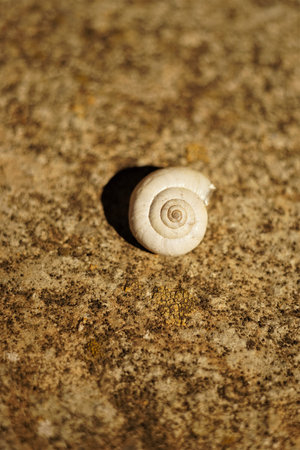 White snail shell on brown stone surface in summer day.