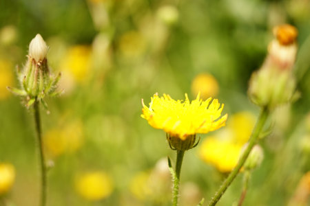 Lovely yellow flowers grows in summer day.の写真素材