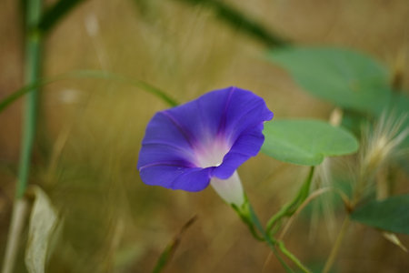 Violet ipomoea flower growing in the garden.の写真素材