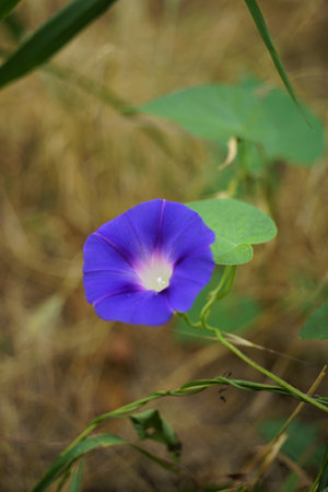 Violet ipomoea flower growing in the summer garden.の写真素材