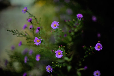 Bush of lilac chrysanthemum flowers is growing in the garden.の写真素材