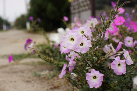 violet petunia flowers grow in the street gardenの写真素材