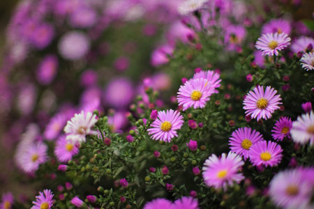 Purple chrysanthemum grow in the garden close-up.の写真素材