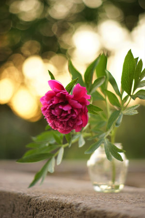 Pink peony flower in a vase in summer garden.の写真素材