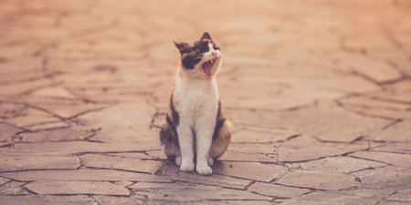 tricolor cat widely yawns sitting on the floor of a wild stone in the summer yardの写真素材