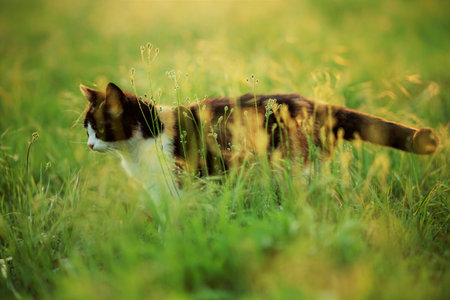 Tricolor cat portrait walk in fresh green grass, side view.の写真素材