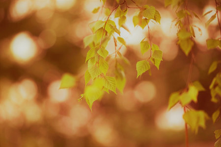 background of fresh lovely birch branches with green leaves