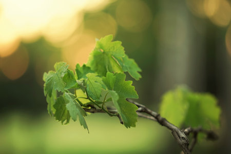 Fresh green grape leaves grow in the evening spring gardenの写真素材