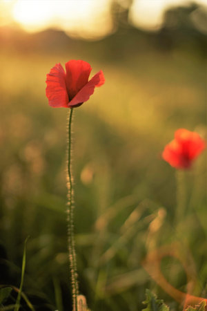 Summer evening field of red poppies and green grass.の写真素材