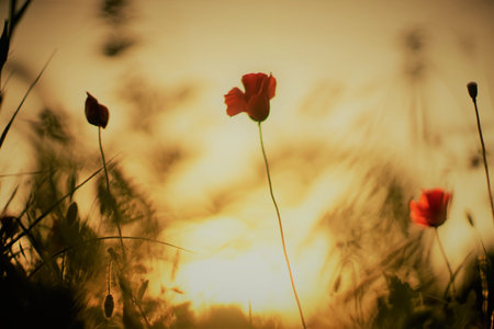 Field of red poppies in sunset evening lightの写真素材