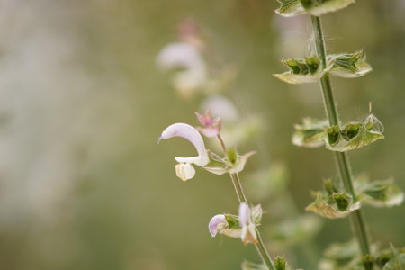 Summer field close up on a natural foggy backgroundの写真素材