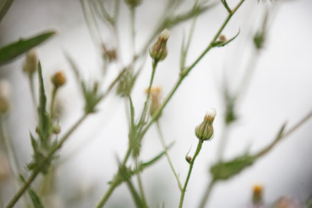 Flower field on a natural foggy backgroundの写真素材