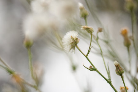 Dandelion field close up on a natural foggy backgroundの写真素材