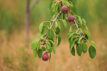 Young fruit tree with dark burgundy pears growing in the summer garden.の写真素材