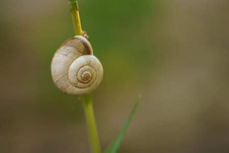 White snail shell hang on green grass in the summer field.の写真素材