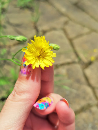 Yellow flower in female hand in summer garden.の写真素材